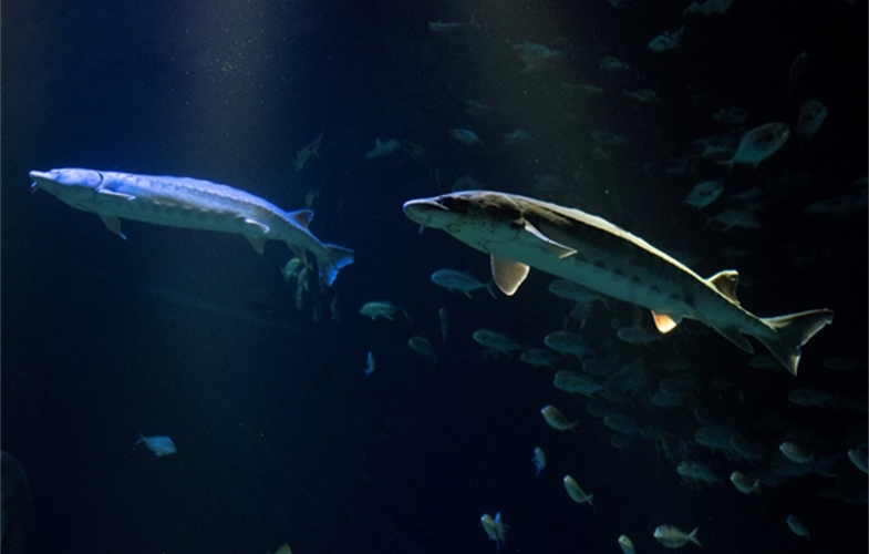 Atlantic sturgeon at the New York Aquarium. CREDIT: Julie Larsen Maher/WCS